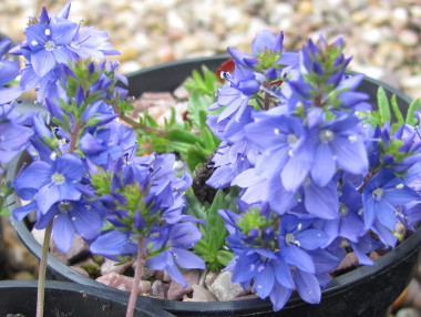 Veronica prostrata 'Nana' 
